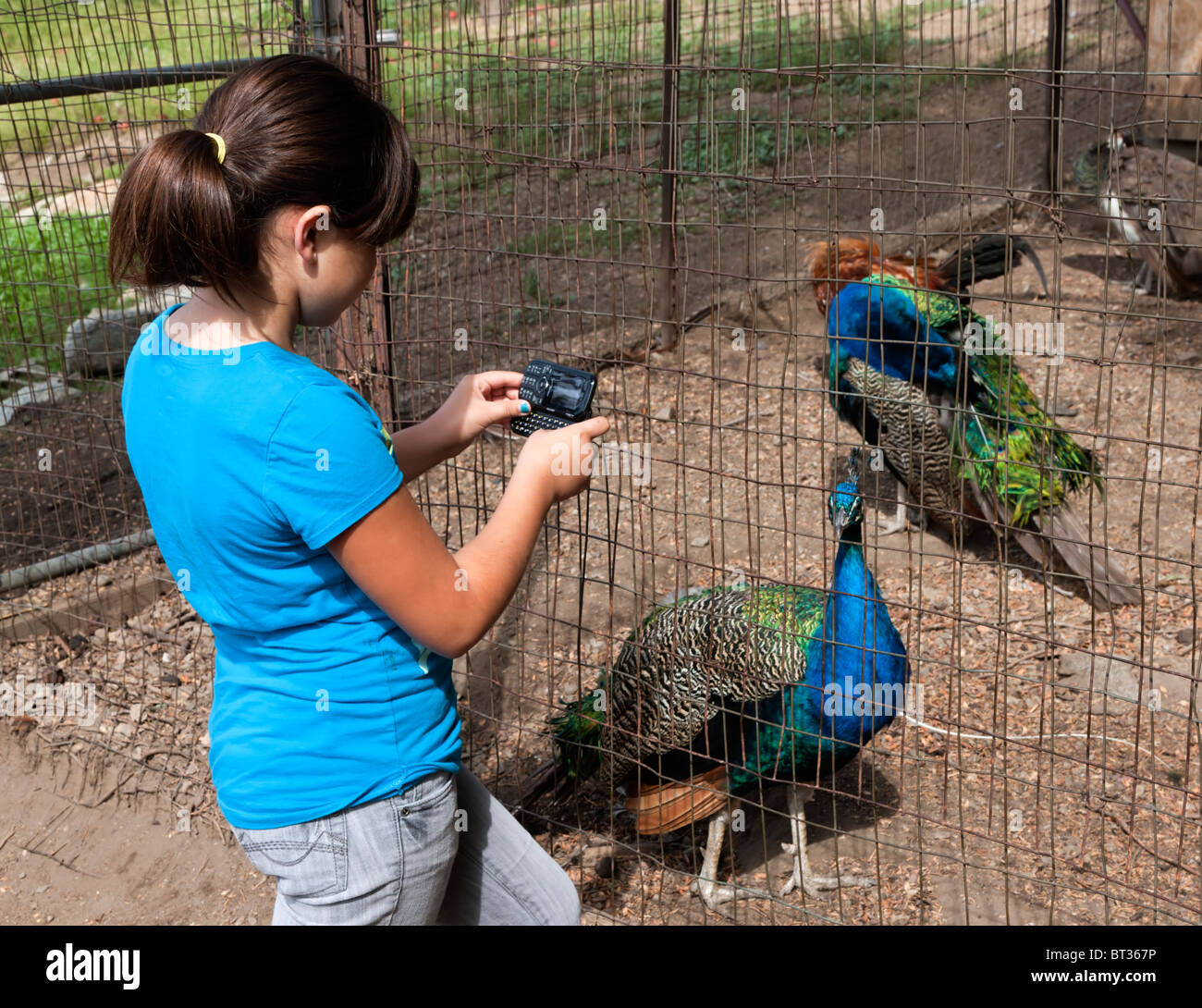 CHildren feed Peacock at petting zoo Stock Photo Alamy