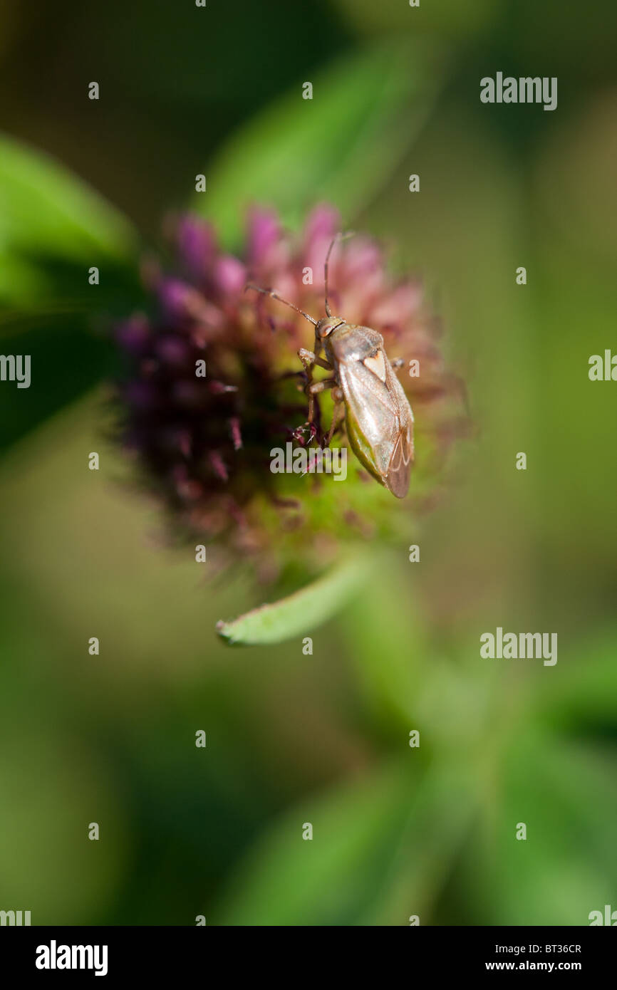 Insect on a Clover blossom - Trifolium Stock Photo
