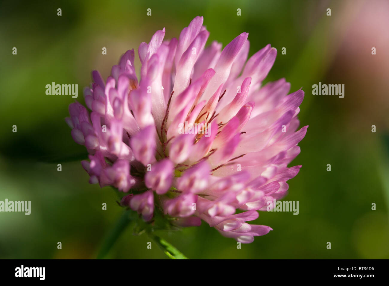 Clover blossom - Trifolium Stock Photo