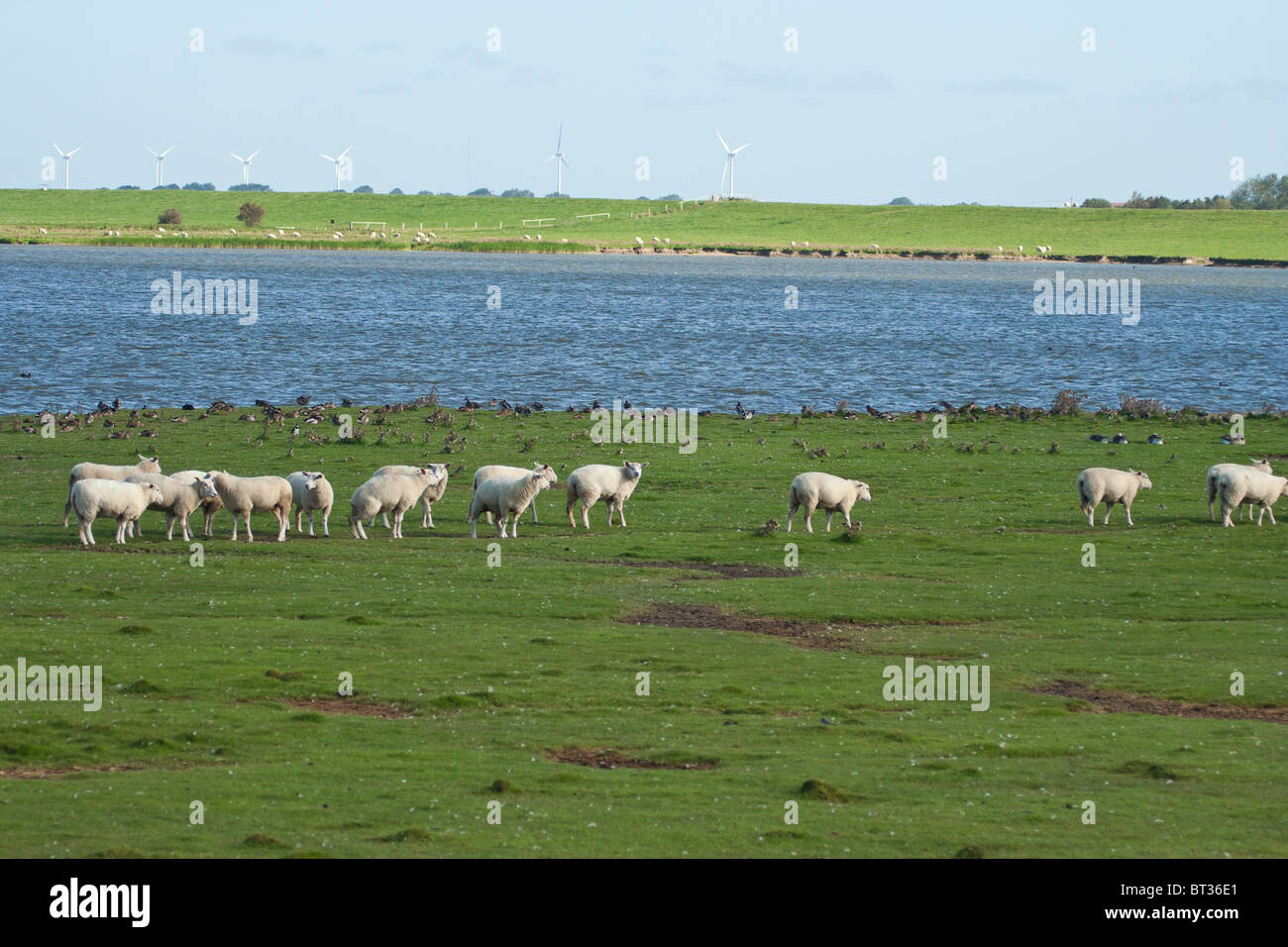 flood plain of the north sea with Domestic sheep - Ovis Stock Photo
