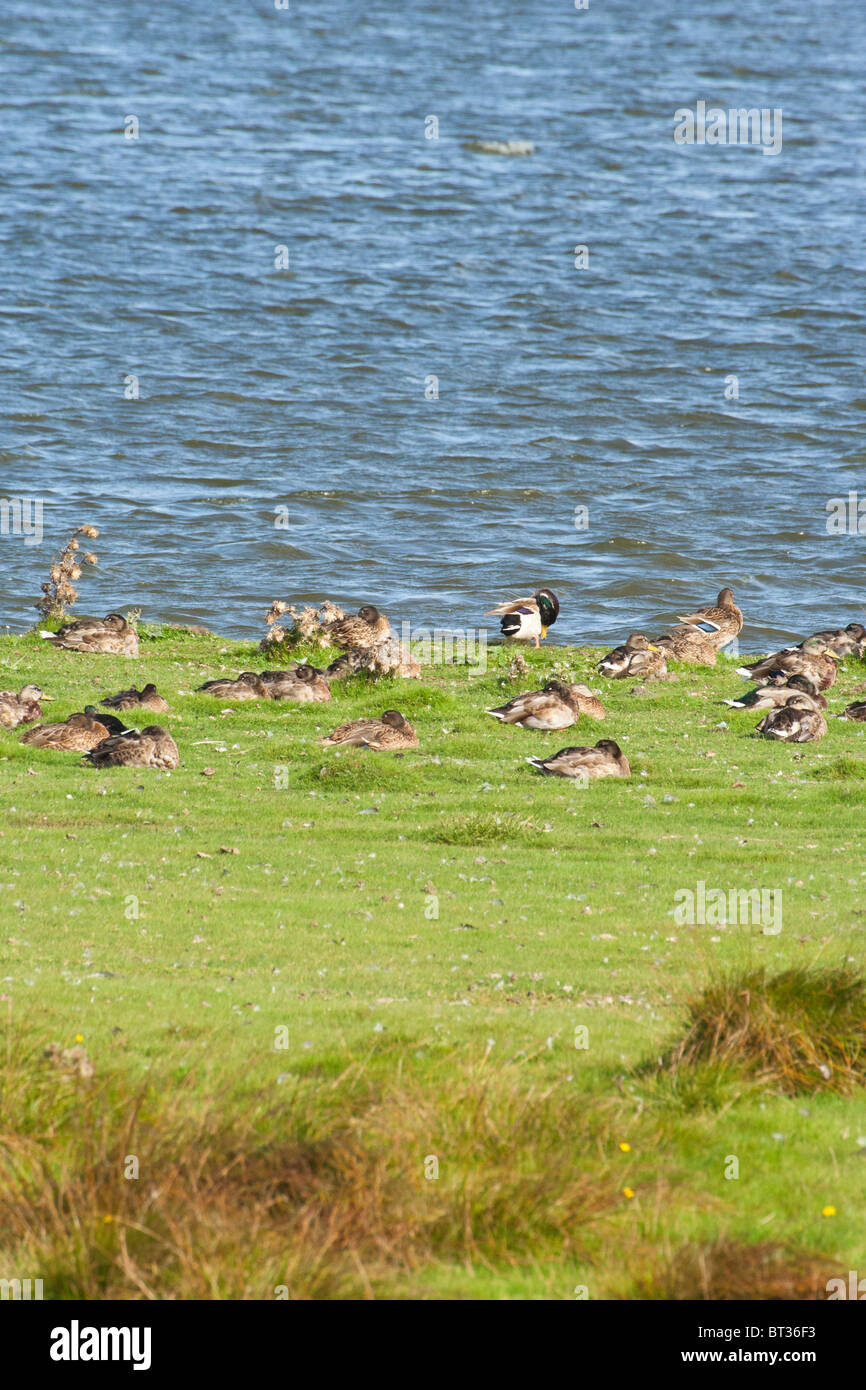 flood plain of the north sea with ducks Stock Photo