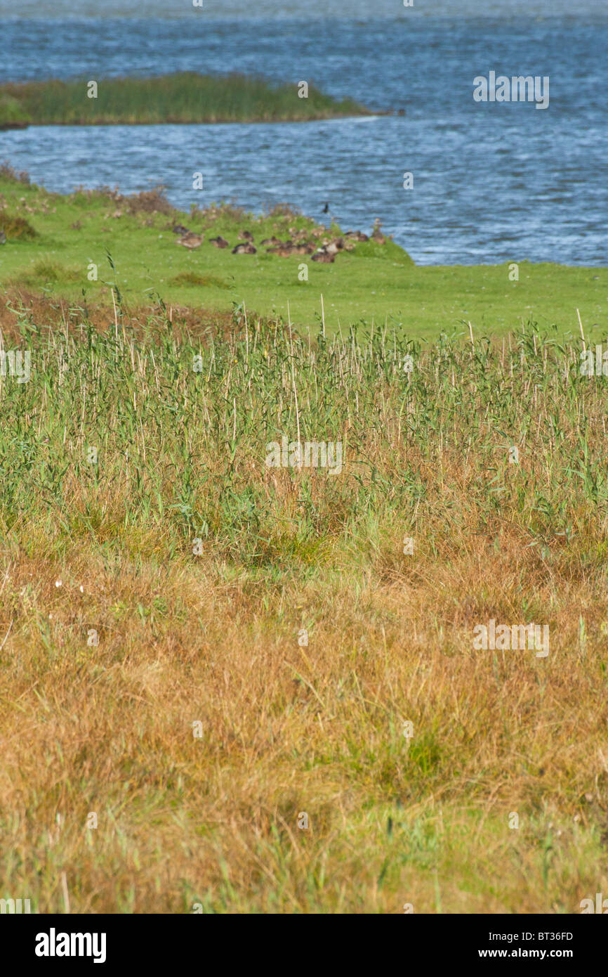 flood plain of the north sea with ducks Stock Photo