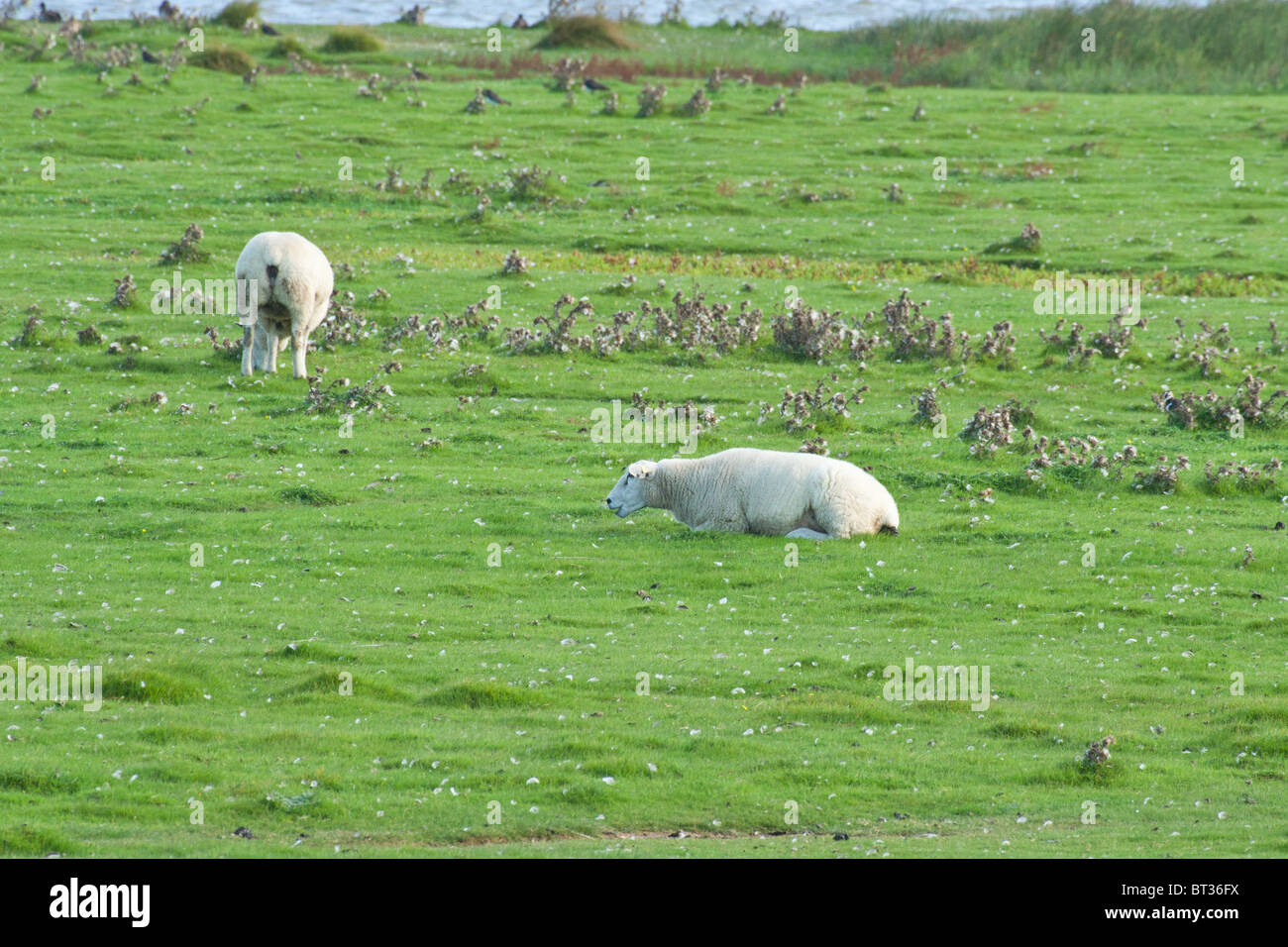 Domestic sheep - Ovis Stock Photo