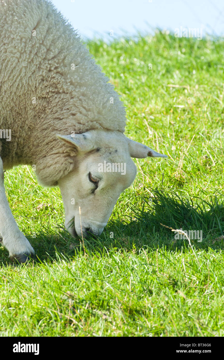 Domestic sheep - Ovis Stock Photo