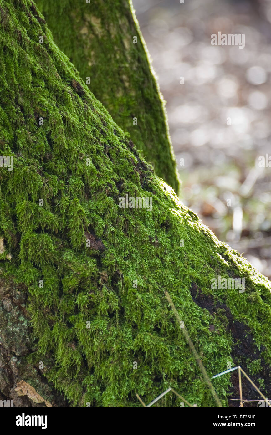 moss on a trunk Stock Photo