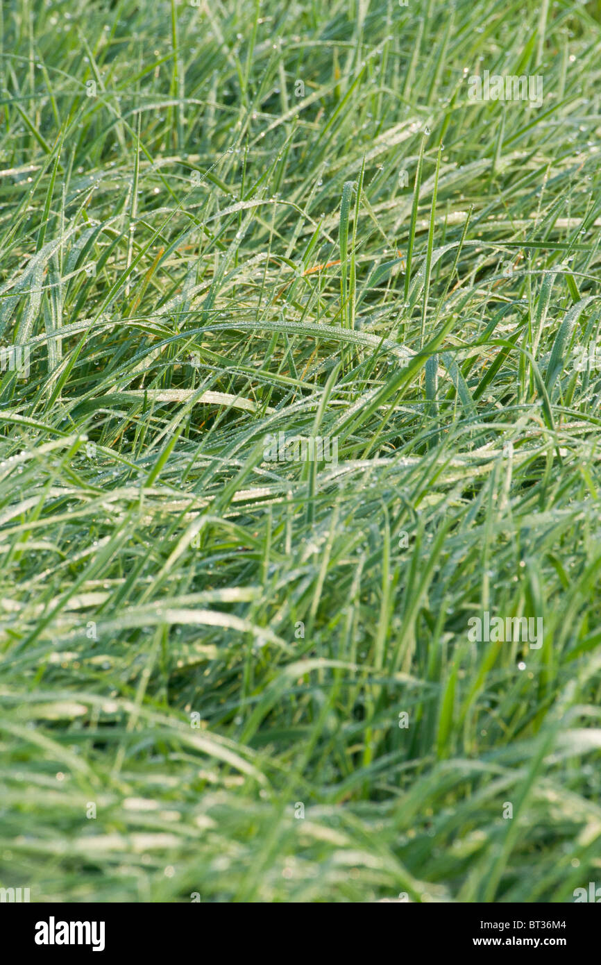 morning dew on grass Stock Photo