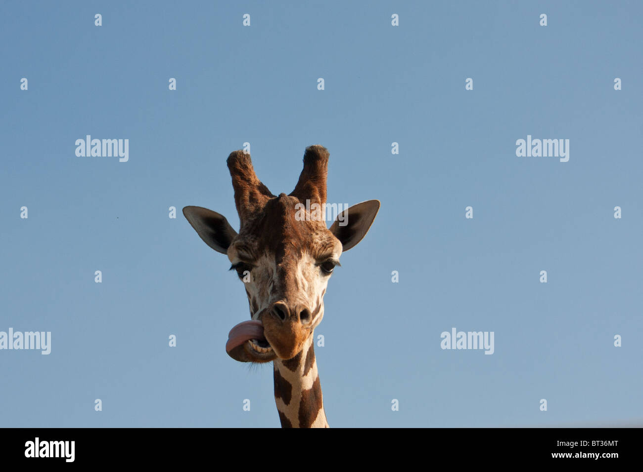 Head of giraffe - Giraffa camelopardalis Stock Photo