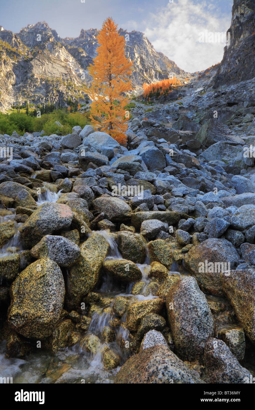Larch trees at Asgaard Pass in the Enchantment Lakes wilderness Stock ...
