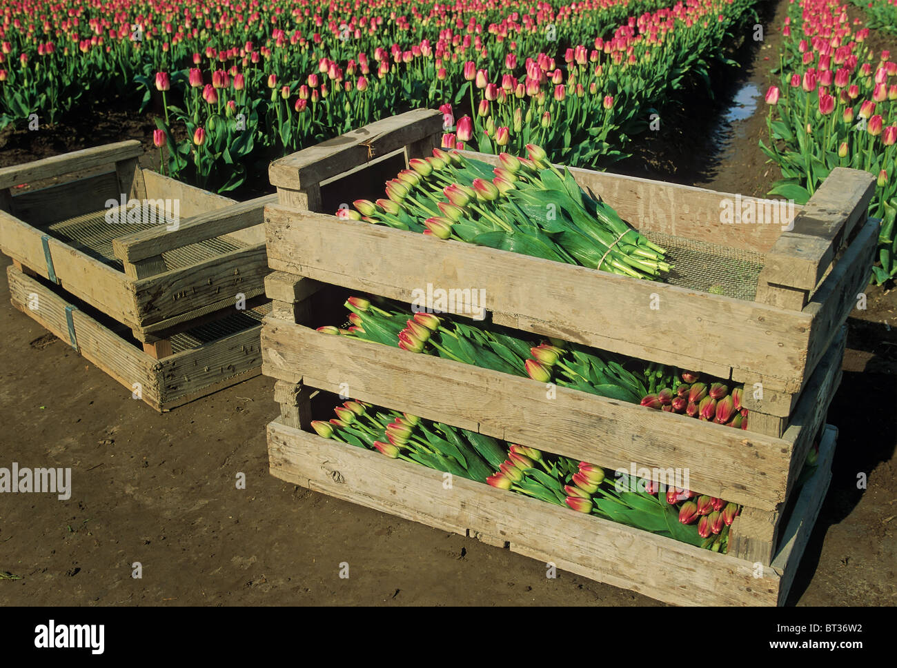 Crates of tulips in Skagit Valley during the annual Tulip Festival