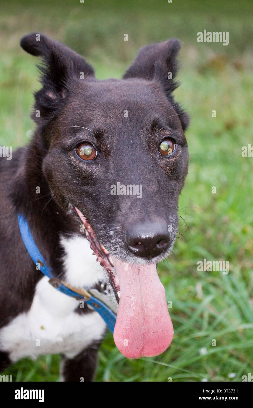 A pet dog cooling system: tongue out panting after having been for a long walk. Stock Photo