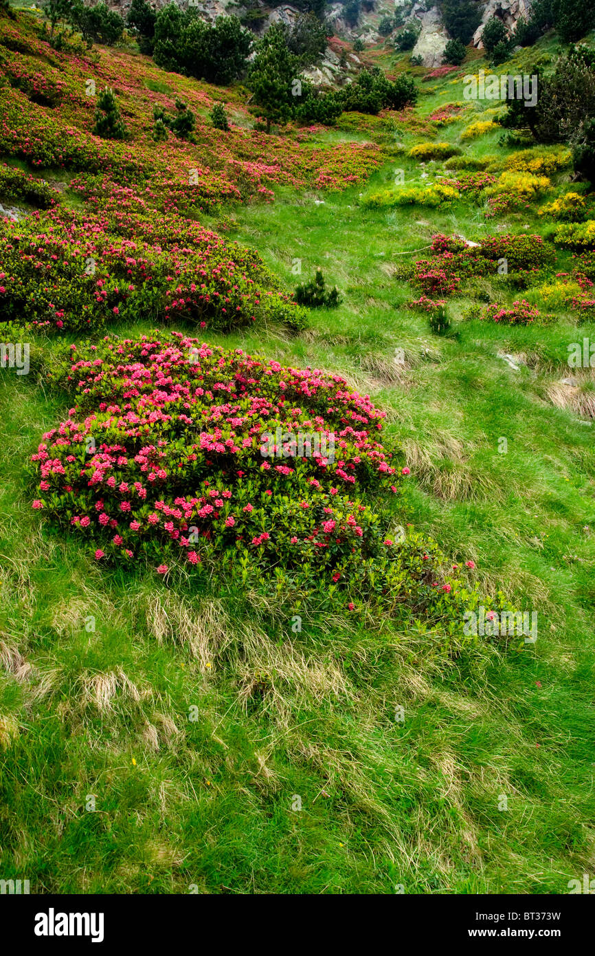 Flowers and grass in Vall de Nuria, catalan Pyrenees, Spain Stock Photo