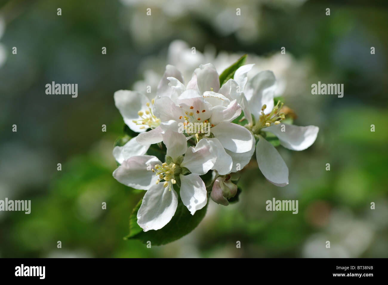 Crab apple tree - European wild apple tree (Malus sylvestris) in bloom at spring Stock Photo
