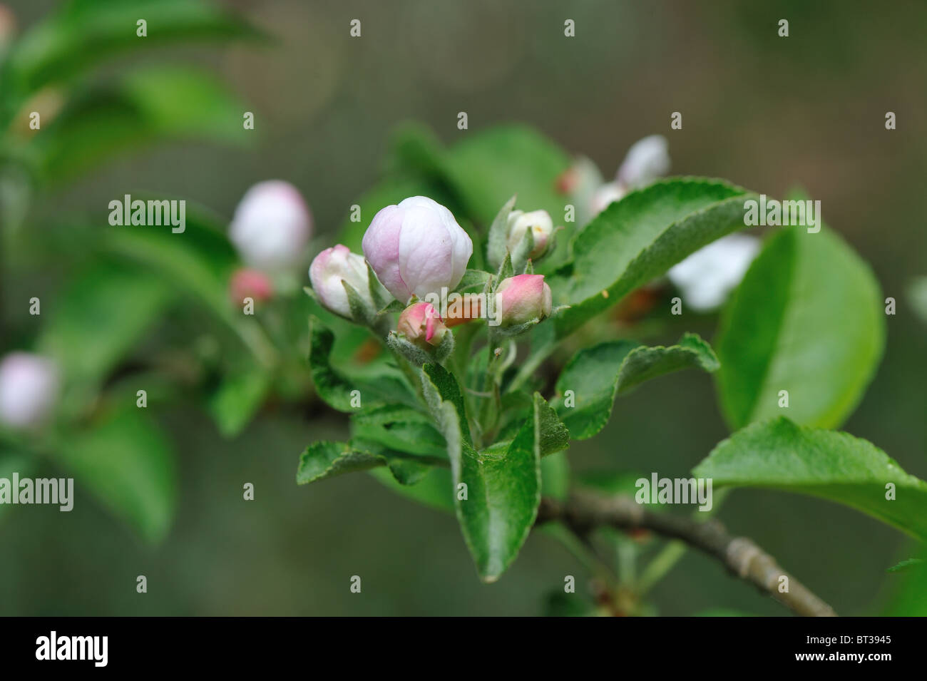 Crab apple tree European wild apple tree (Malus sylvestris) in bloom