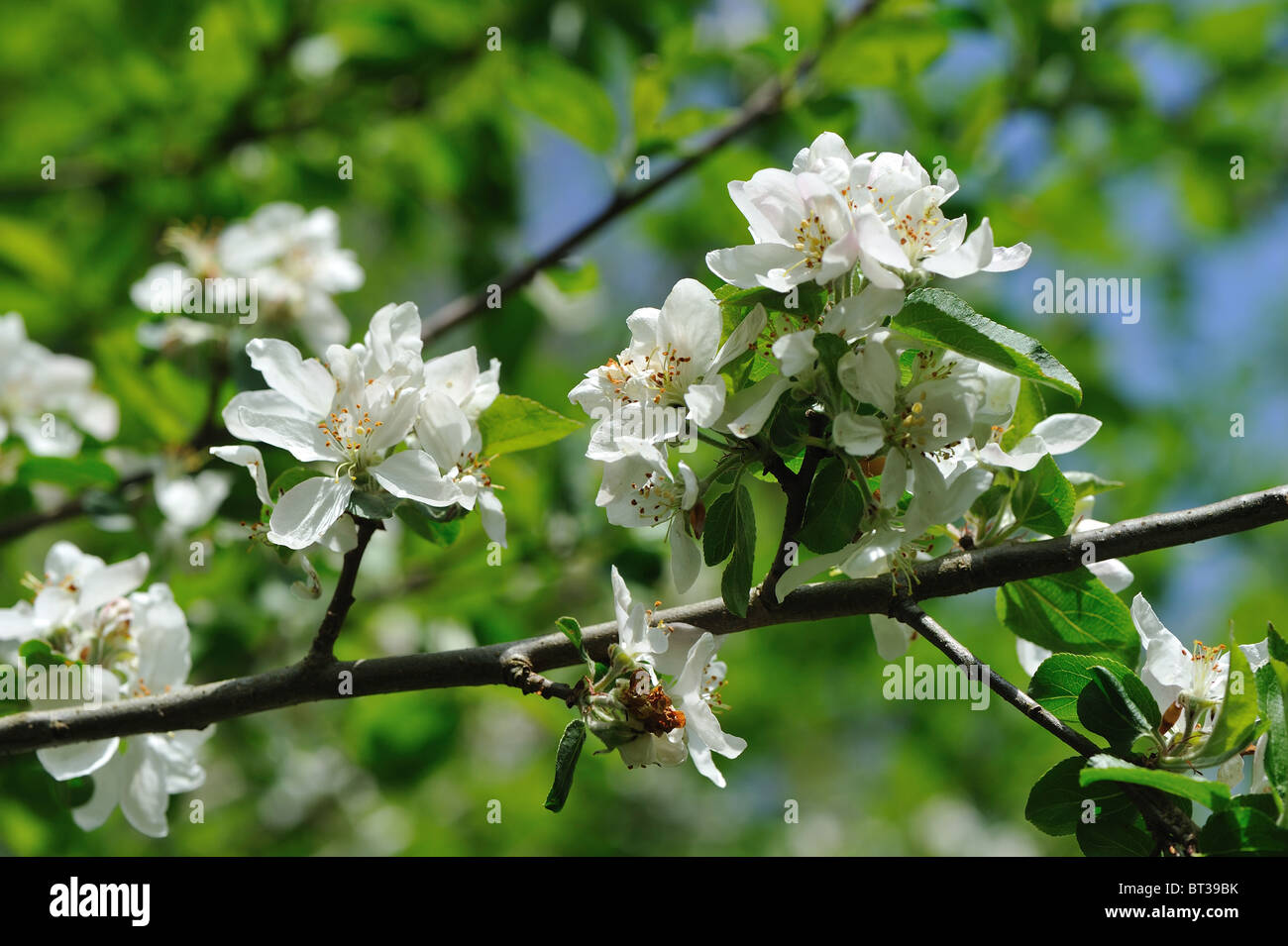 Crab apple tree - European wild apple tree (Malus sylvestris) in bloom at spring Stock Photo