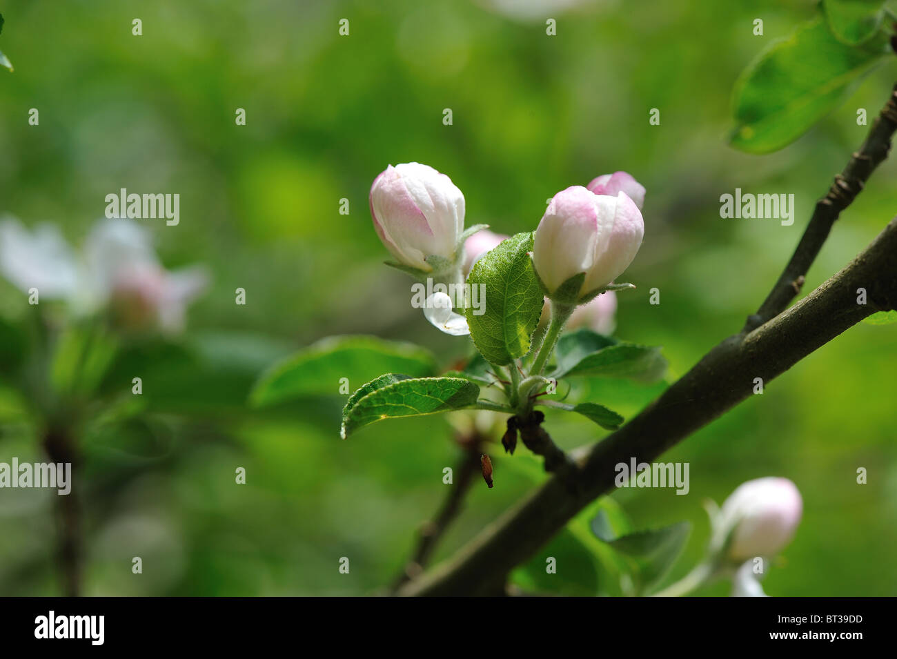 Crab apple tree European wild apple tree (Malus sylvestris) in bloom