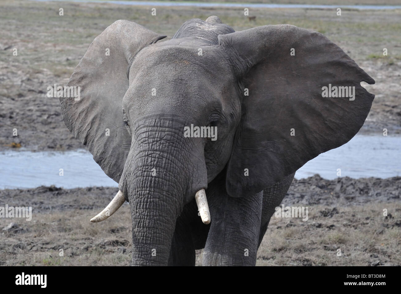 Elephant posturing to charge. Photographed in Chobe reserve Botswana Stock Photo