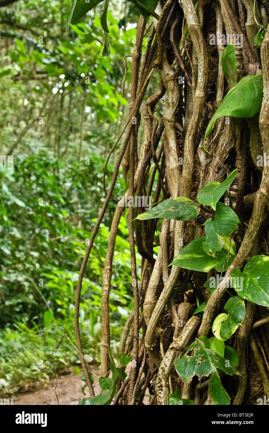 Tree hawaii hi-res stock photography and images - Alamy