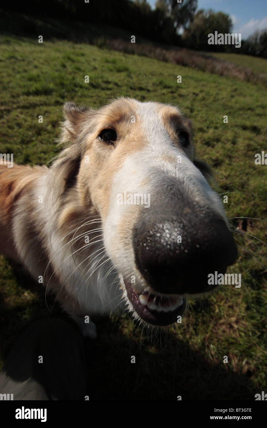 Rough Haired Collie Dog Stock Photo Alamy