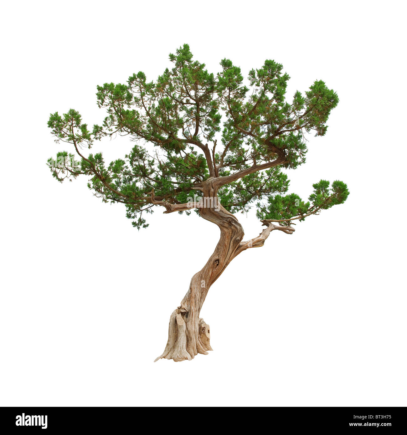 green tree isolated on white Stock Photo - Alamy