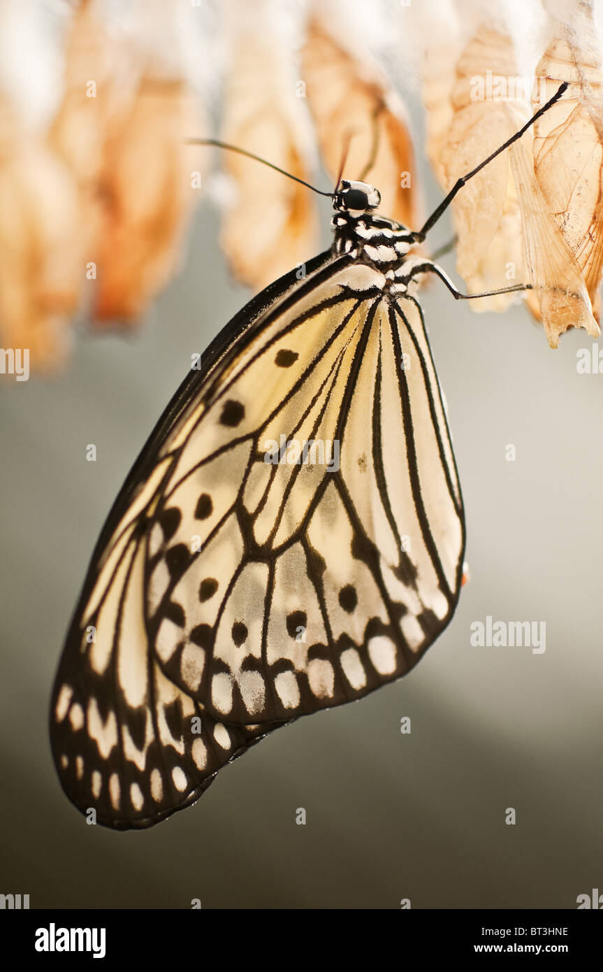 butterfly with cocoon close up Stock Photo