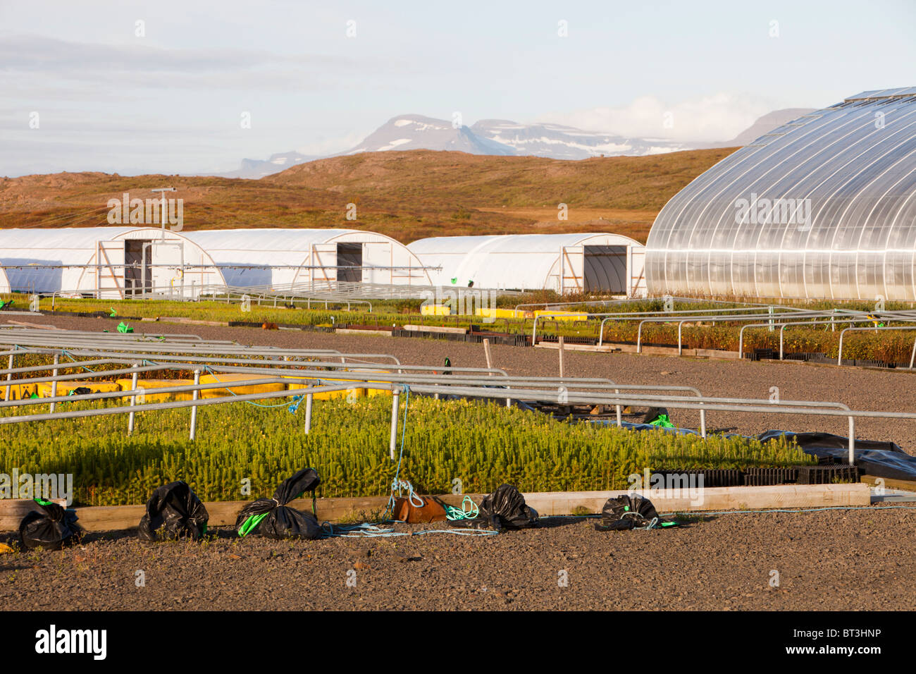 Greenhouses for growing tres heated by geothermal heat in Egilsstadir in north east Iceland. Stock Photo