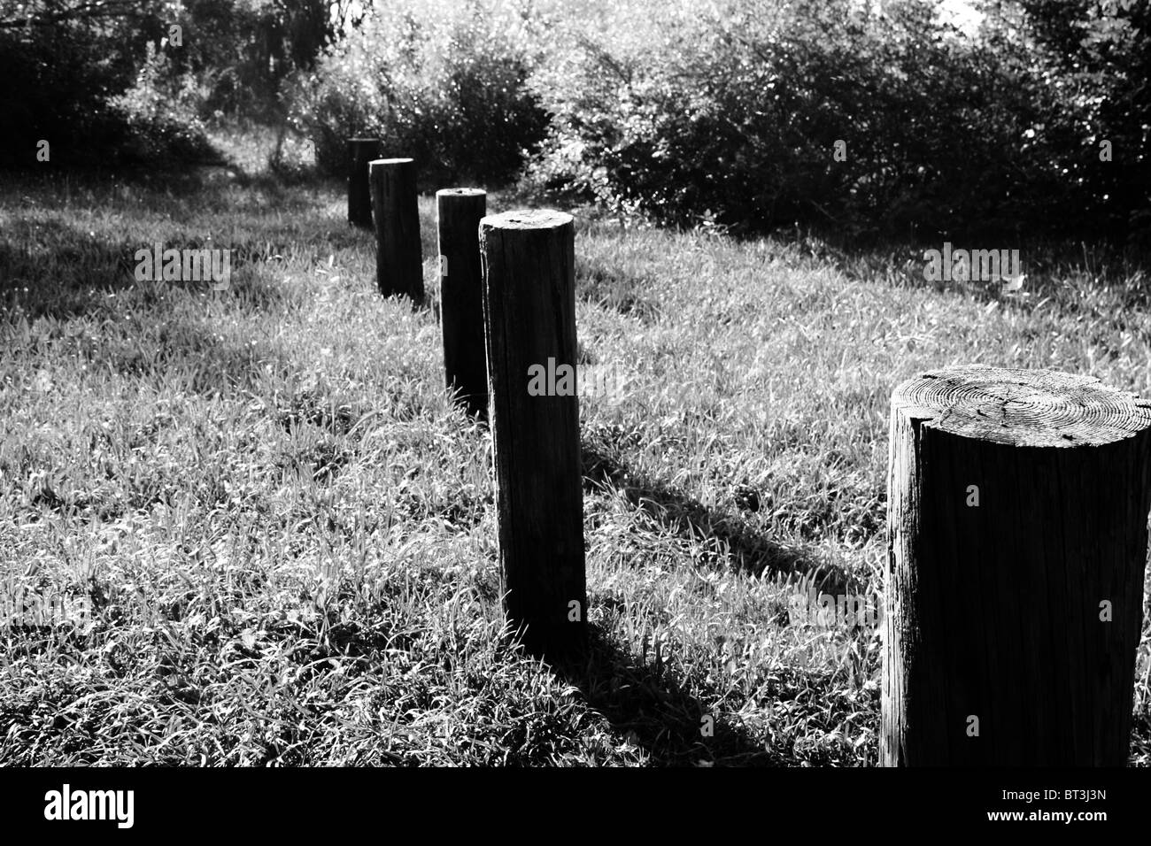 A line of wooden stumps in a secluded woodland area Stock Photo