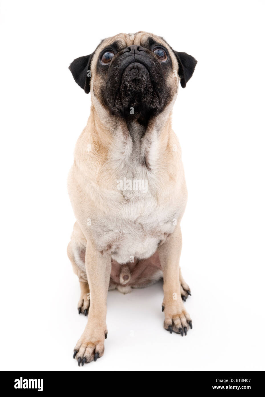 Cute Pug Looking Up, Isolated on White Background. Stock Photo