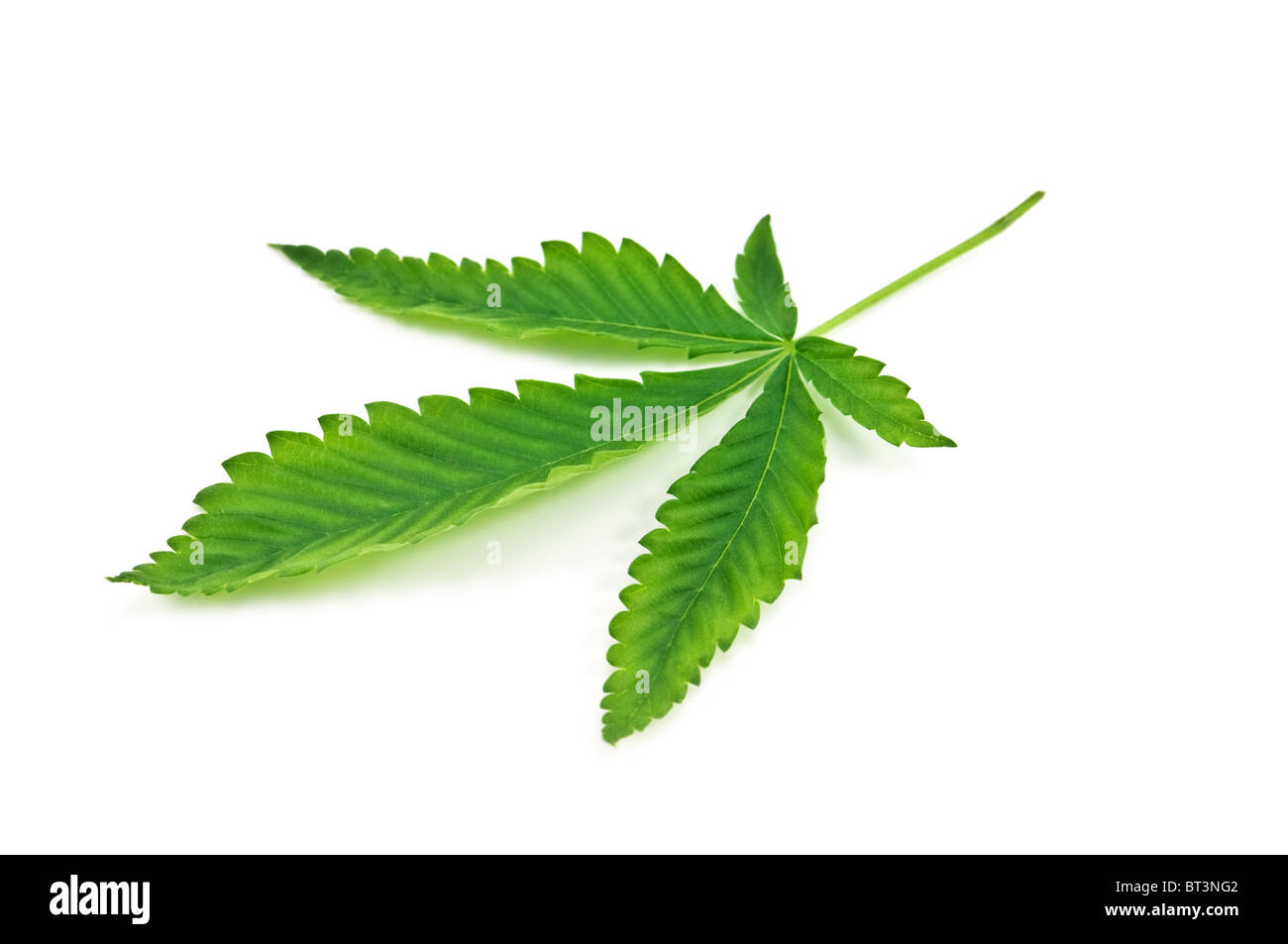 marijuana leaf isolated on white background Stock Photo