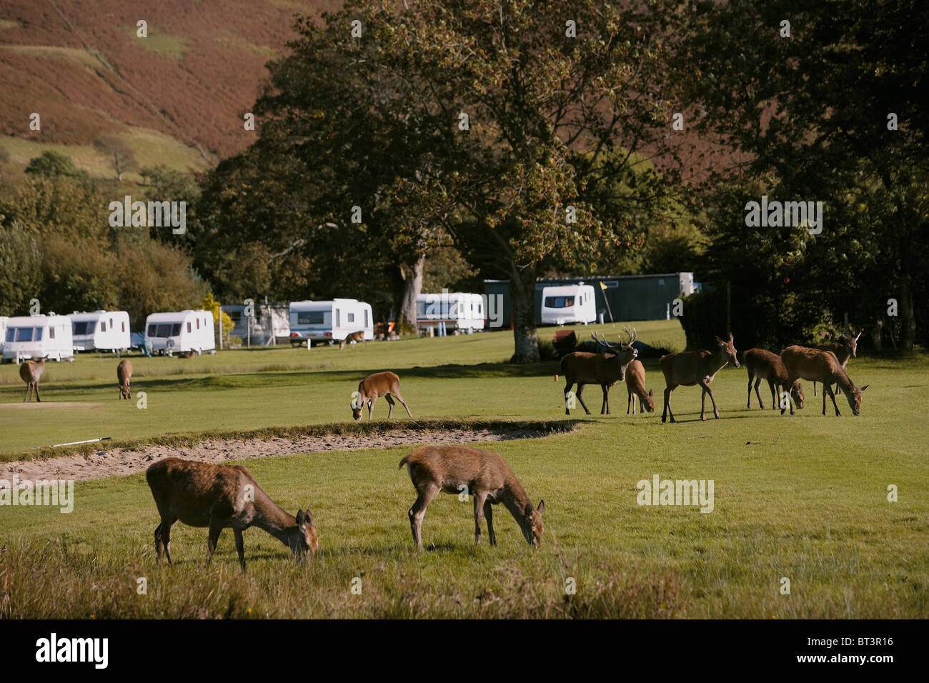 Herd of Red Deer, Cervus elaphus on the Lochranza golf course and camp site, Isle of Arran