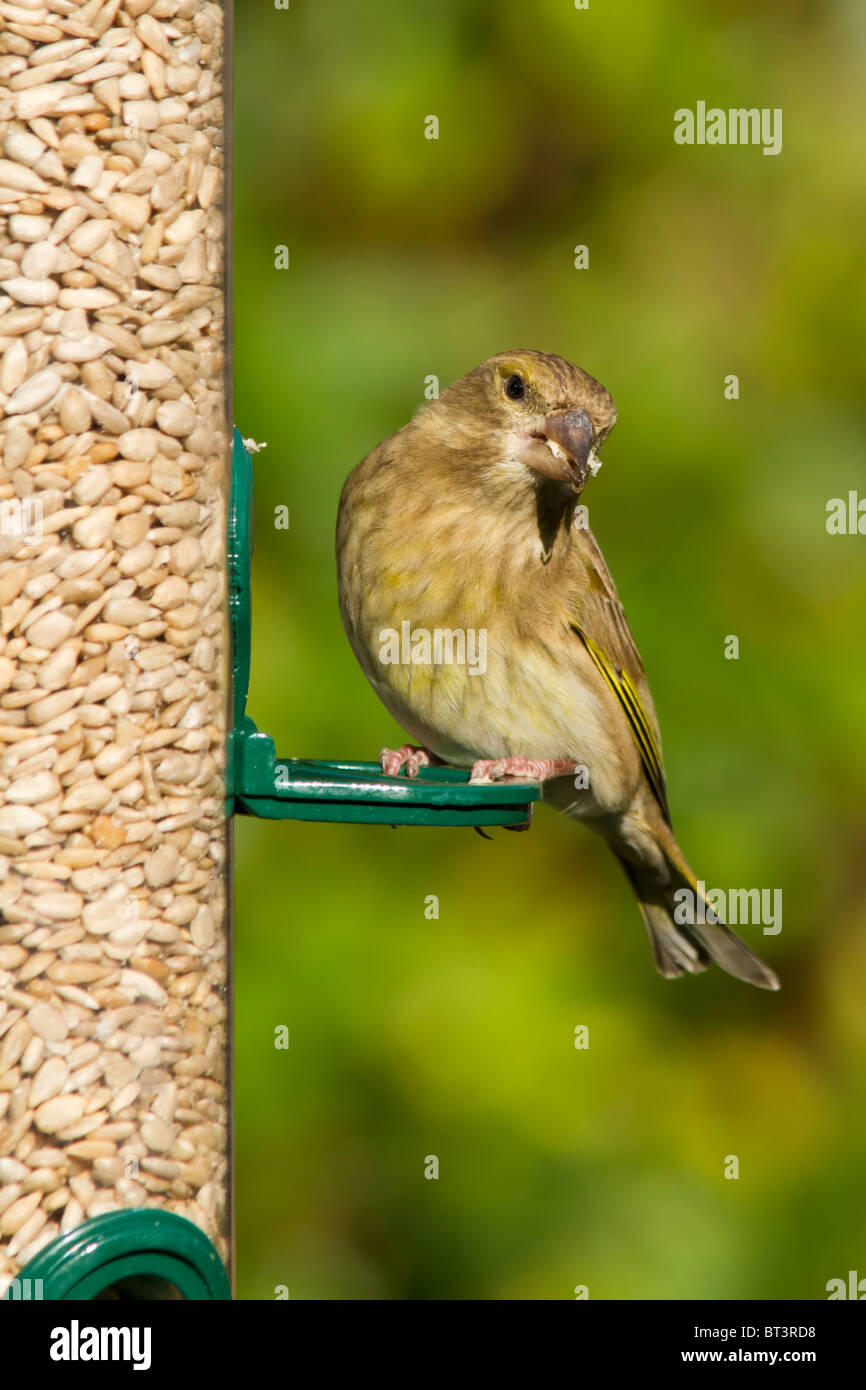 A Greenfinch on a back garden bird feeder. Stock Photo