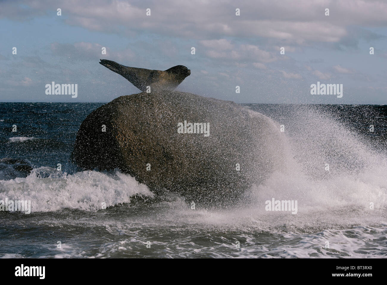 Wave pounding the seal sculpture on a rock, Isle of Arran, Scotland, UK Stock Photo