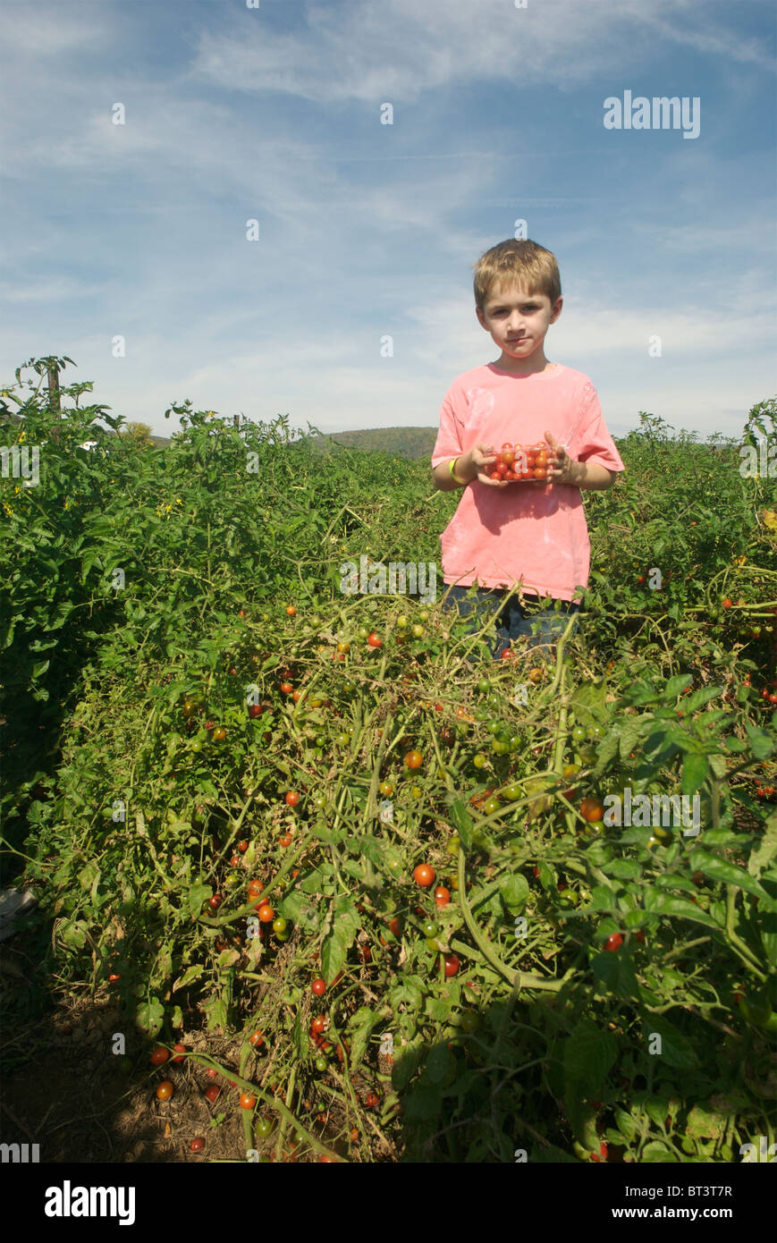 Eight year old boy picking cherry tomatoes at a Community Supported Agriculture farm. Stock Photo