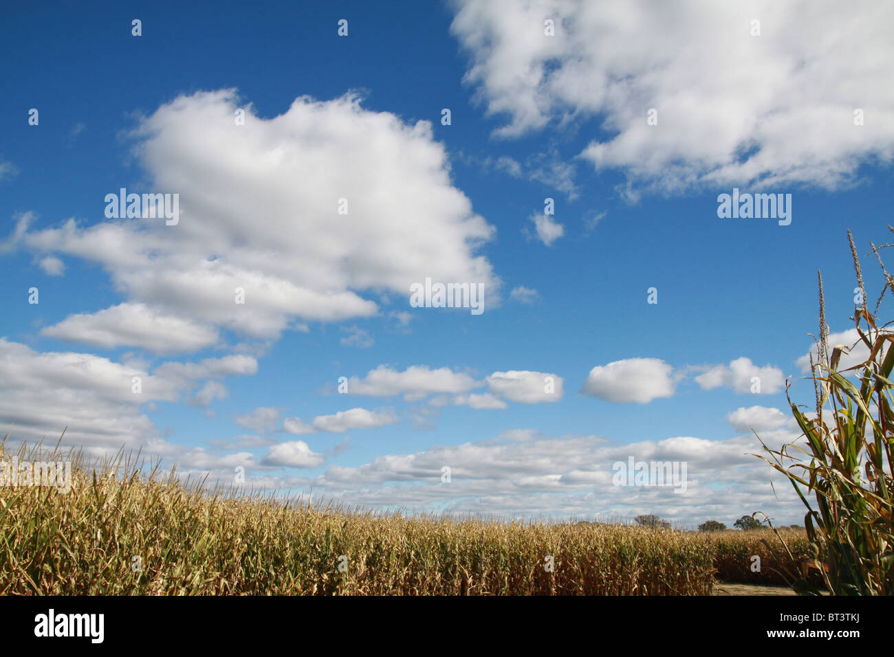 A field of corn under a beautiful blue sky with puffy white clouds ...
