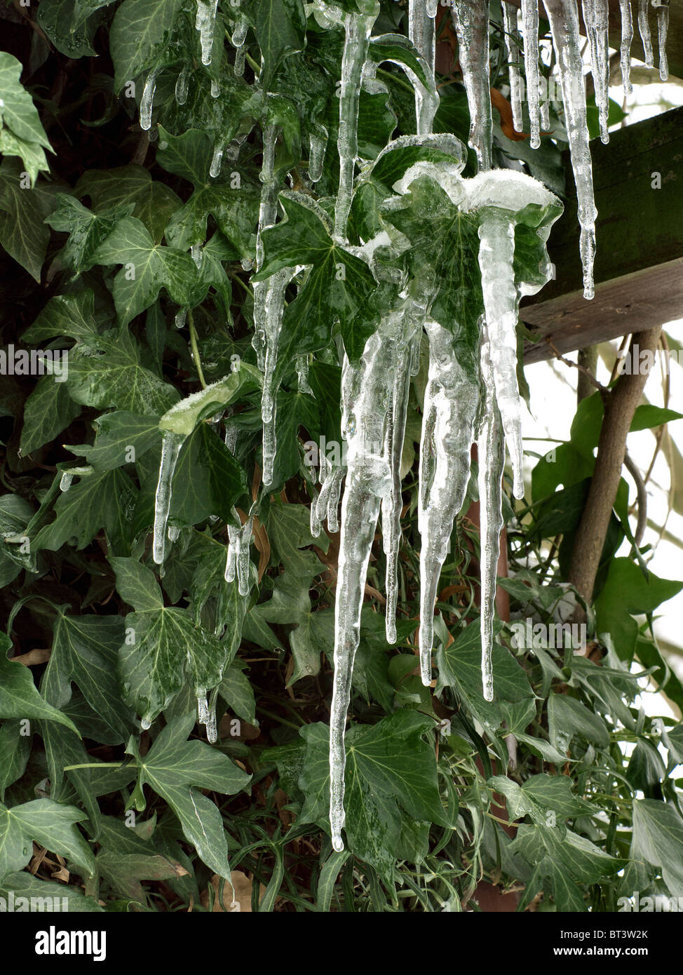 Icicles on a house covered with ivy Stock Photo