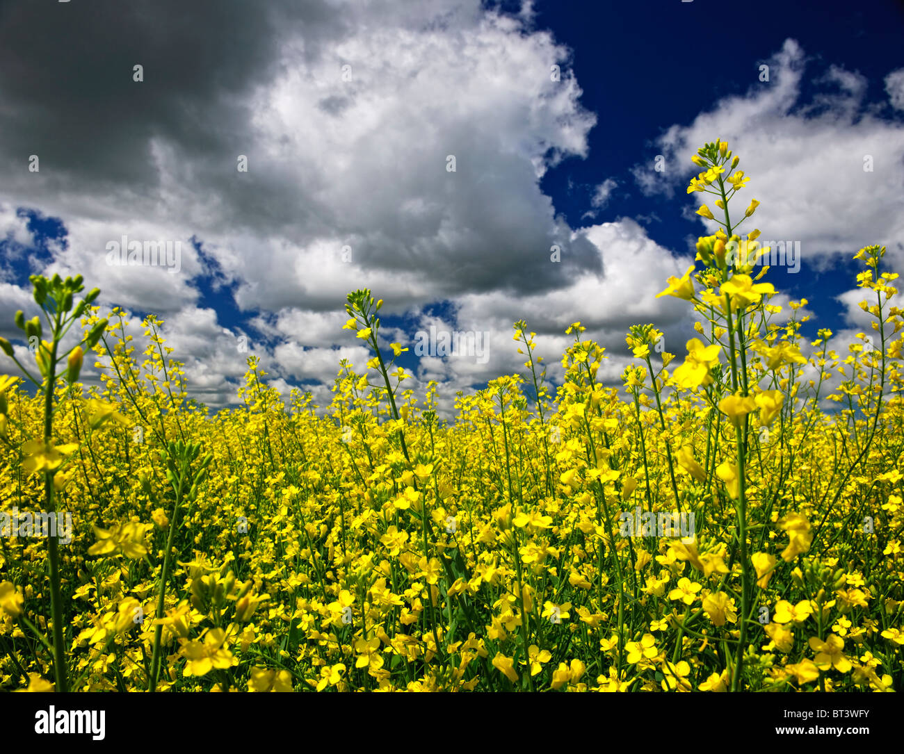 Agricultural landscape of canola or rapeseed farm field in Manitoba, Canada Stock Photo