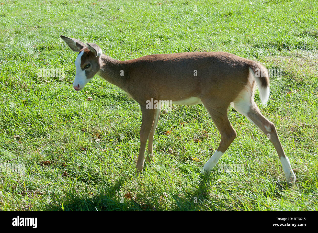 Piebald Whitetail deer. Stock Photo