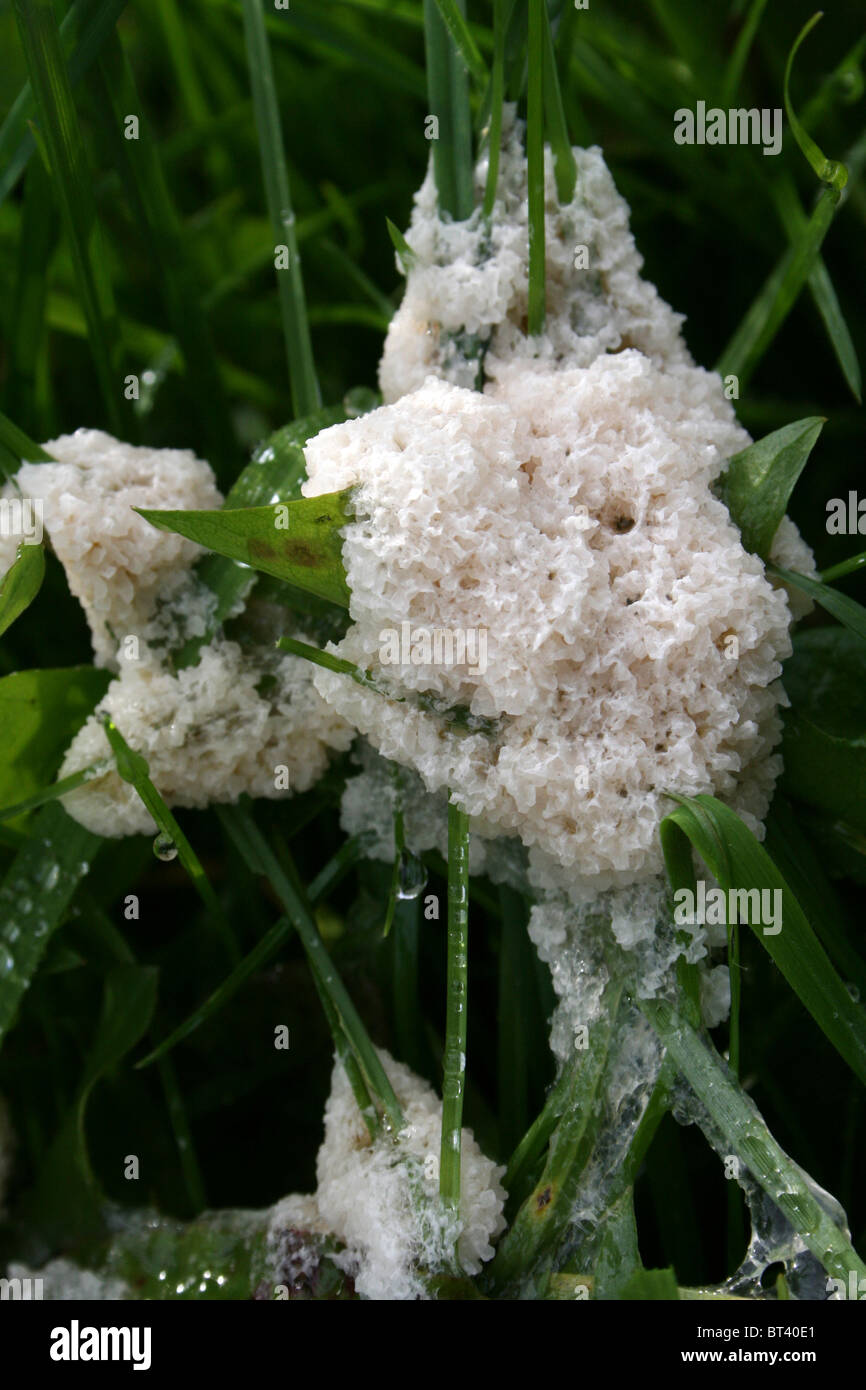 Slime Mould Mucilago crustacea Taken at Snipe Dales Nature Reserve, Lincolnshire, UK Stock Photo