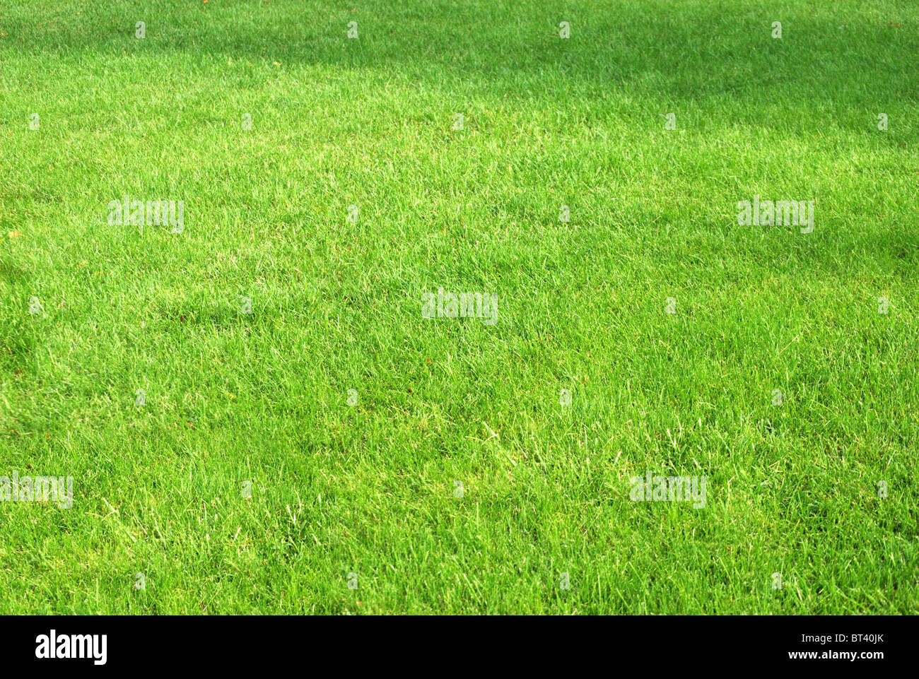 Weed free lawn hi-res stock photography and images - Alamy