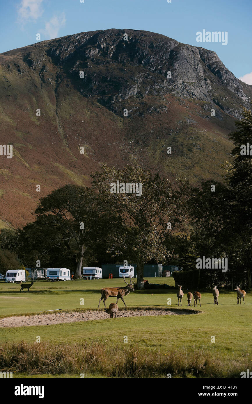Herd of Red Deer, Cervus elaphus on the Lochranza golf course and camp site, Isle of Arran
