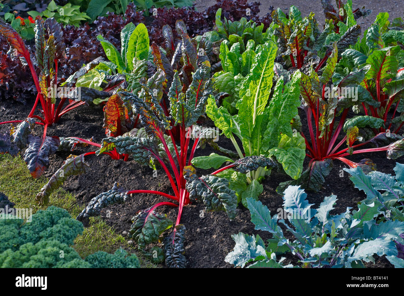 A detail view of an edible allotment garden with Brassica 'Bright Lights' Stock Photo
