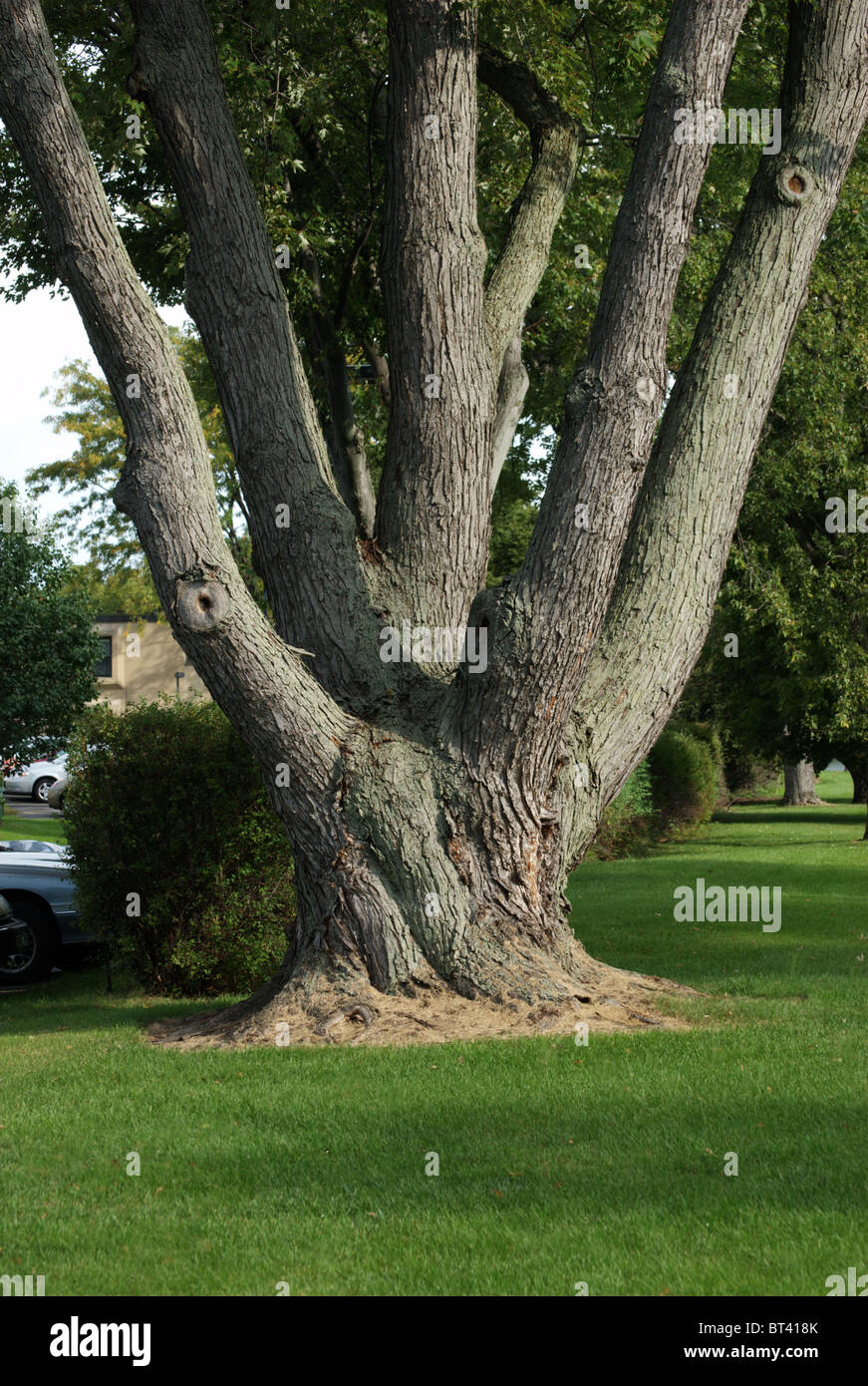 Soft maple tree trunks and green grass Stock Photo 32050947 Alamy