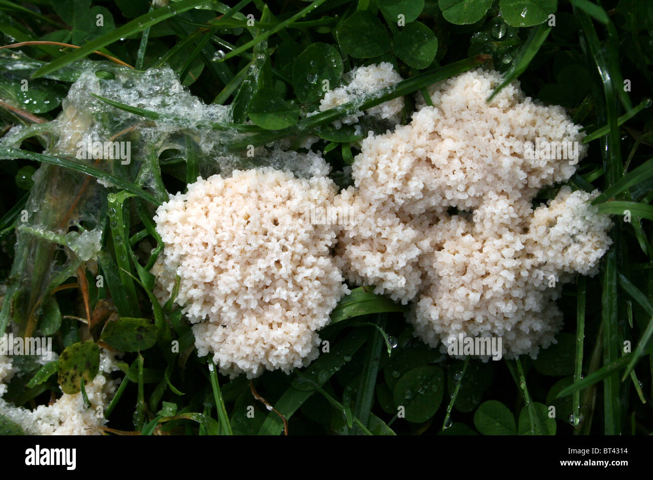 Dog Sick Slime Mould - Mucilago crustacea Taken at Snipe Dales Nature Reserve, Lincolnshire, UK Stock Photo