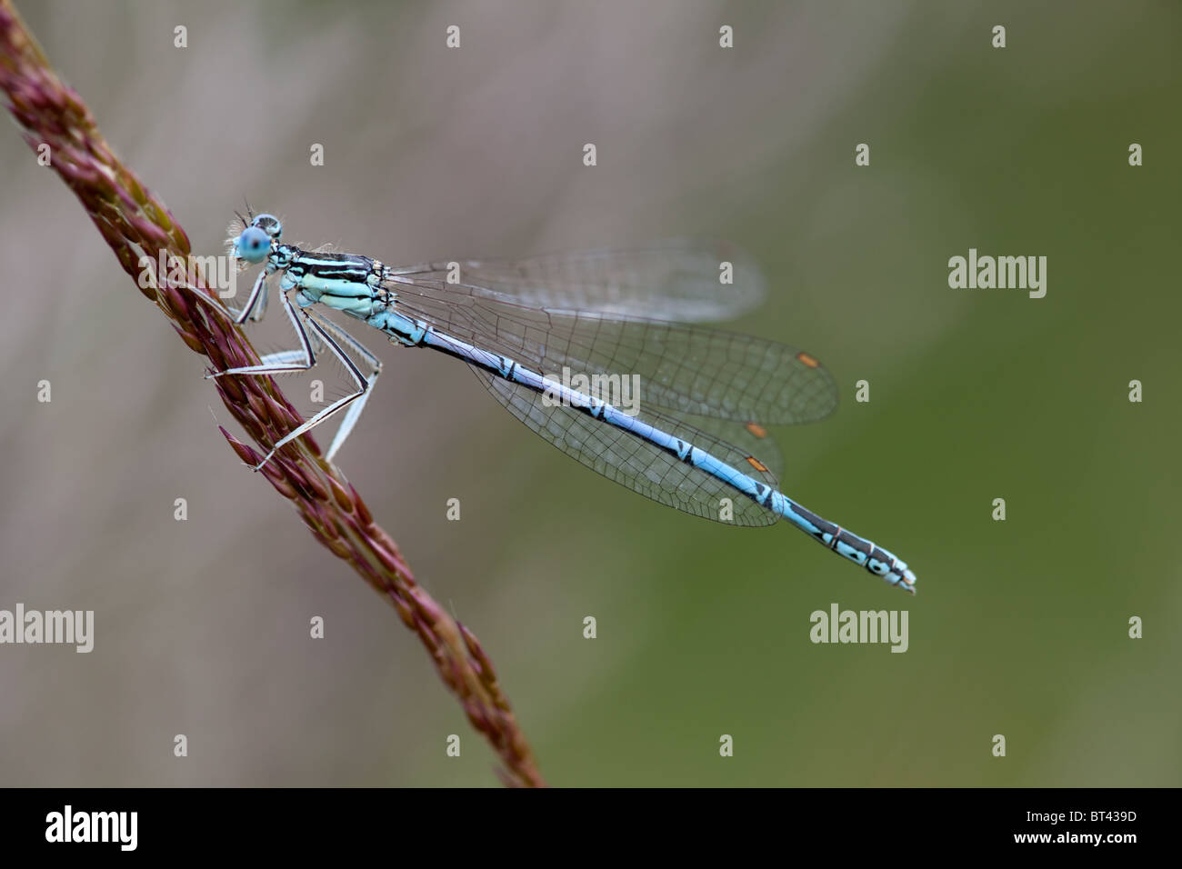 Male White-legged Damselfly Platycnemis pennipes Stock Photo - Alamy