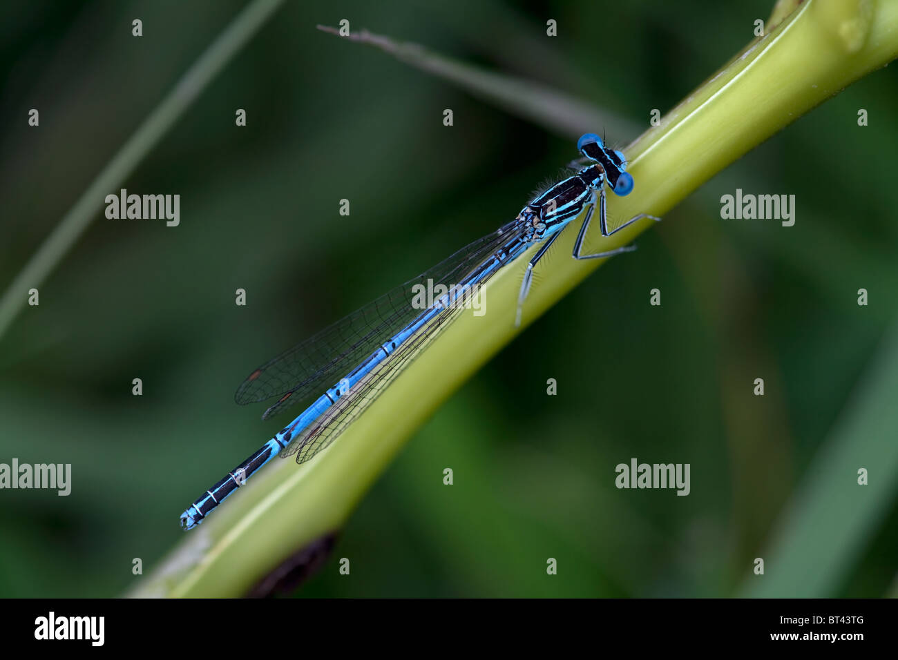 Male White-legged Damselfly Platycnemis pennipes Stock Photo - Alamy