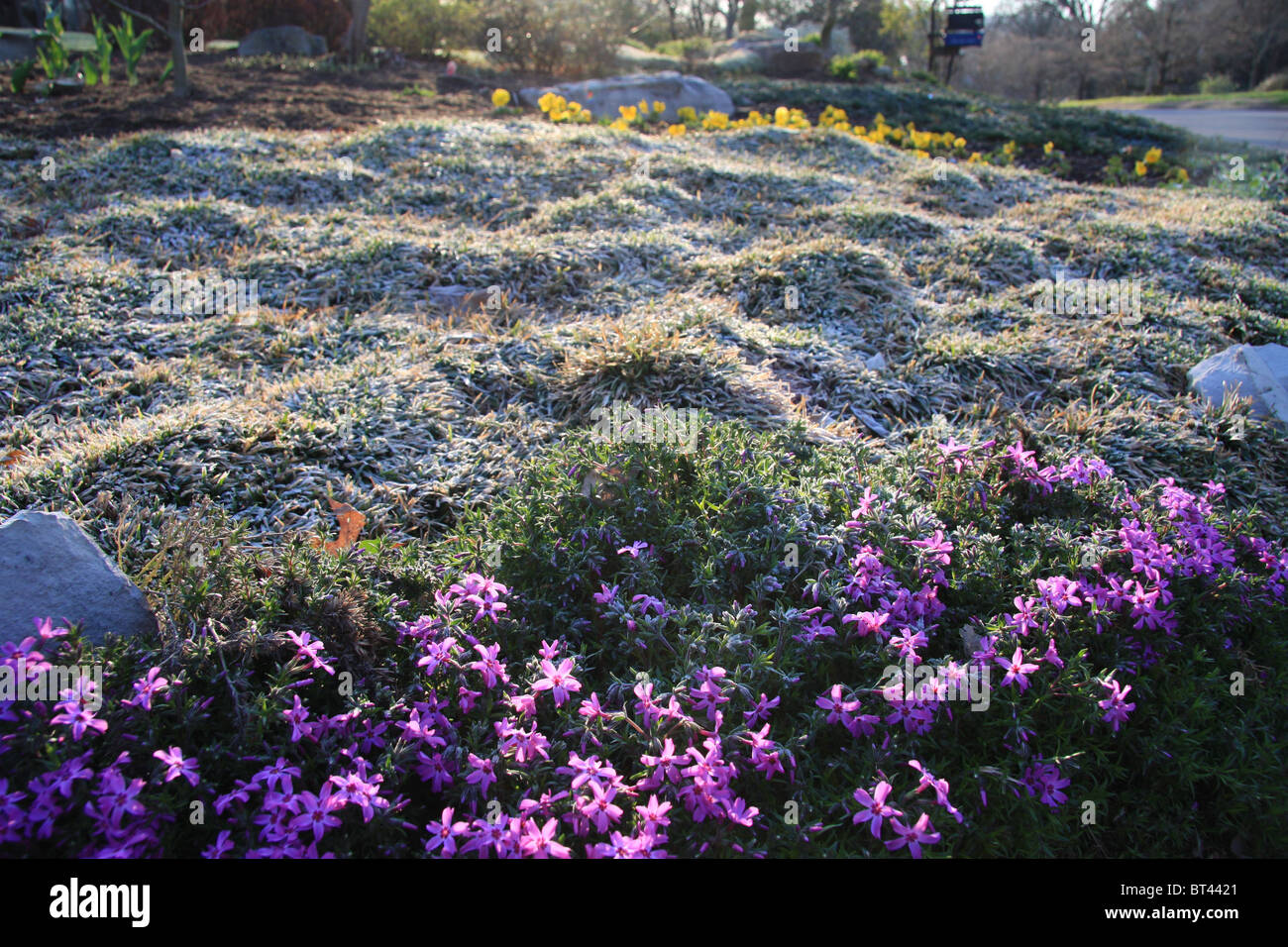 Creeping Phlox with early morning frost Stock Photo Alamy