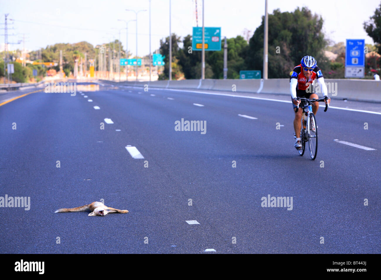 Bicycle rider on an empty motorway roadkill (of a Sand Fox Vulpes