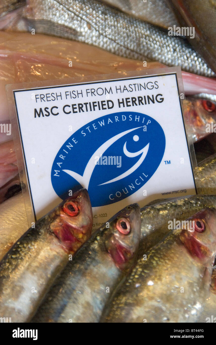 Fresh Hastings fish Marine Stewardship Council certified sustainable herring on sale at Rock-a-Nore Fisheries The Stade Hastings Stock Photo