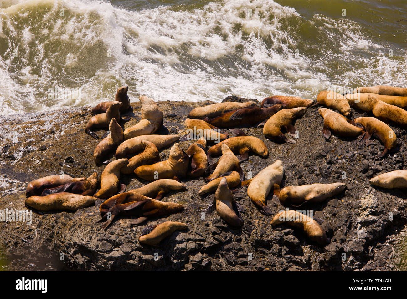 OREGON, USA - sea lions pinnipeds on rocks Stock Photo