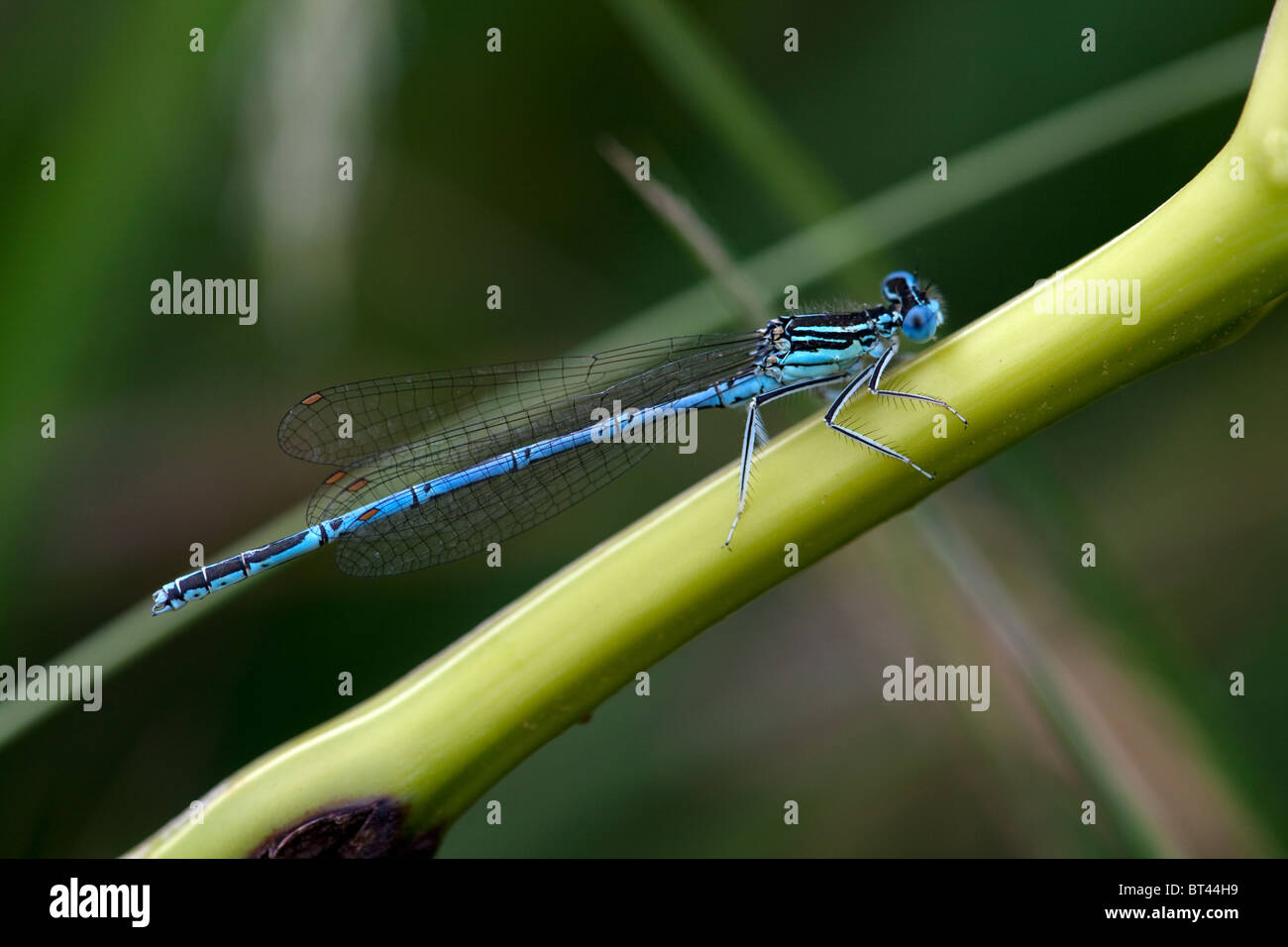 Male White-legged Damselfly Platycnemis pennipes Stock Photo - Alamy