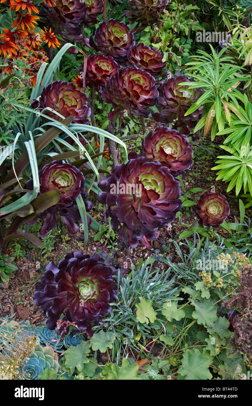 Aeonium arboreum 'Zwartkop' in a flower border Stock Photo